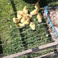 جوجه اردک اسرائیلی با مادر
