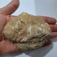فسیل|کلکسیون اشیاء عتیقه|شیراز, بهارستان|دیوار