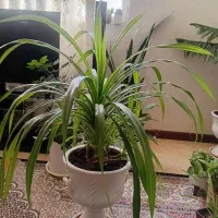 گلهای زیبا وسرحال تازه کوددهی شدن