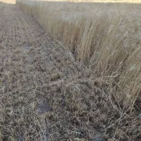 دروگر ایتالیایی سوزن کوتا تراکتوری