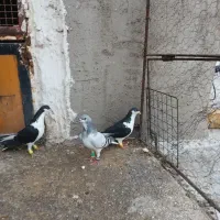 کفتر|پرنده|کوهین, |دیوار