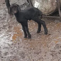 فروش بره قیزیل افشار شیر خوار