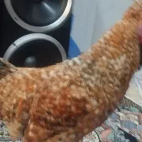 مرغ و خروس محلی