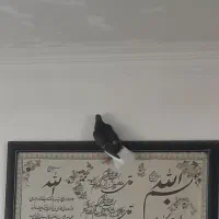 کبوتر گمشده