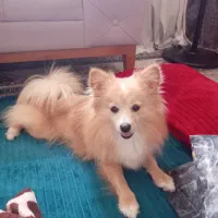 سگ ماده پامر اشپیتز