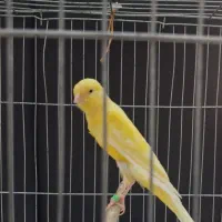 قناری رسمی بلند جوجه ۲ ماهه تهران شهریار