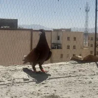 کبوتر یا کفتر