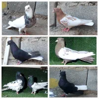 دمسفید طوقی سینه سیاه