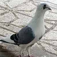 نر پشت دار