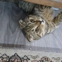 گربه نر اسکاتیش گلد