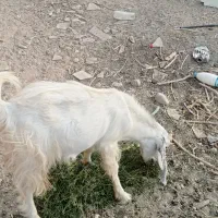 مری نر حراج