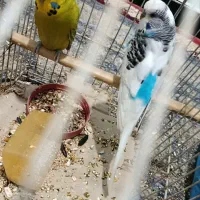 یک جفت مرغ عشق انگلیسی(مولد)