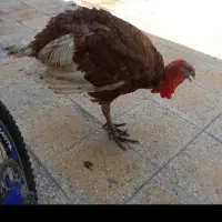 بوقلمون