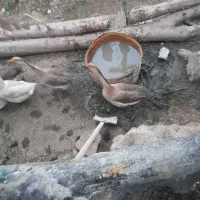 غاز دورگه نر