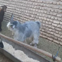 بزبزقاله دوبر پیشرو
