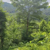 هزارمتر باغی مسکونی سند تک برگ سبز سیاهمزگی