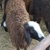 نژاد برتر گوسفند  بریانک زنده..