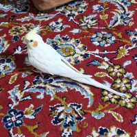 عروس هلندی نر لوتینو