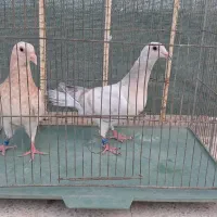 کبوتر