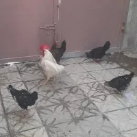 مرغ گلین