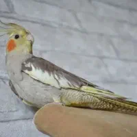 پرنده عروس ماده