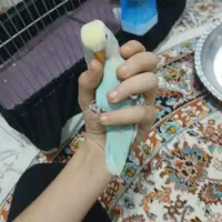 طوطی برزیلی