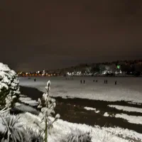 سگ پیدا شده