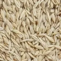 جو دیم درجه یک