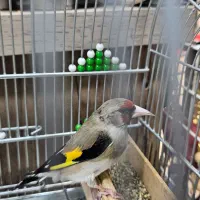 سهره دورگ داغسر فیروزکوه