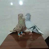 کبوتر دم سفید