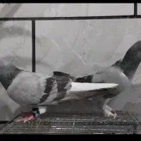 کفتر خرقه روس