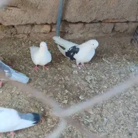 کبوتر|پرنده|هشتگرد, هشتگرد قدیم|دیوار