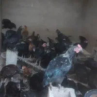 فروش فوری کله شیر و باروکه