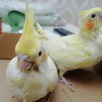 گرینچیک و عروس هلندی