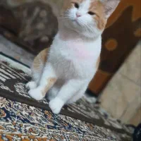 گمشده|حیوانات|بندر ماهشهر, |دیوار