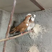 یک لانه کبوتر