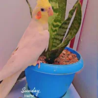 عروس‌هلندی