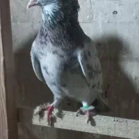 کبوتر سرور پشت سبز و طوقی