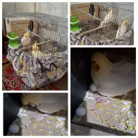 یک جفت عروس هلندی مولد با قفس و تمام وسایل