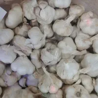 سیر خشک درجه ۱