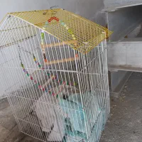 2عدد قفس پرنده یکی بزرگ مخصوص جفتگاه یکی کلبه ای