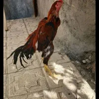 خروس لاری