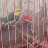 عروس هلندی
