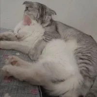 واگذاری گربه نژاد