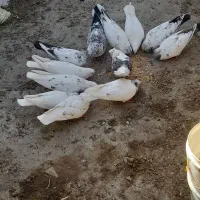 کبوتر