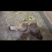 جفت ماده طلایی نر سرخ اناری عتیقه