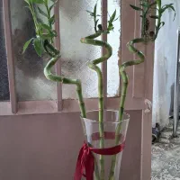 گیاه بامبو