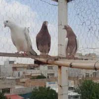 ۳تا کفتر پرشی ساعت بالا