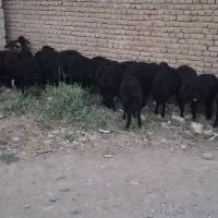 بره ماده