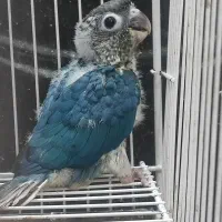 جوجه گرینچیک ویولت نرم خور